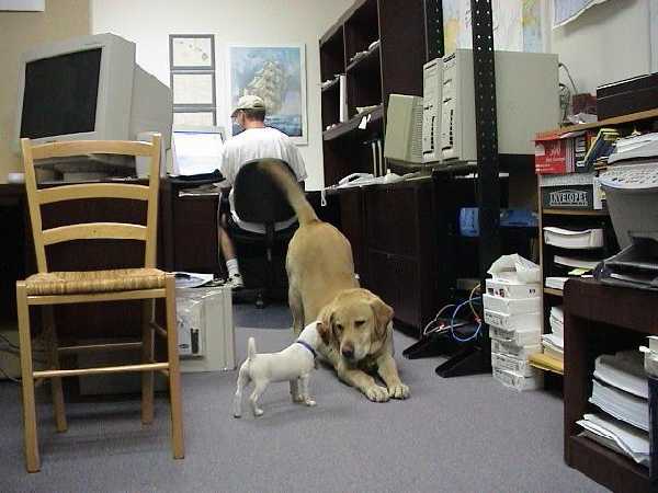 Gone to the Dogs